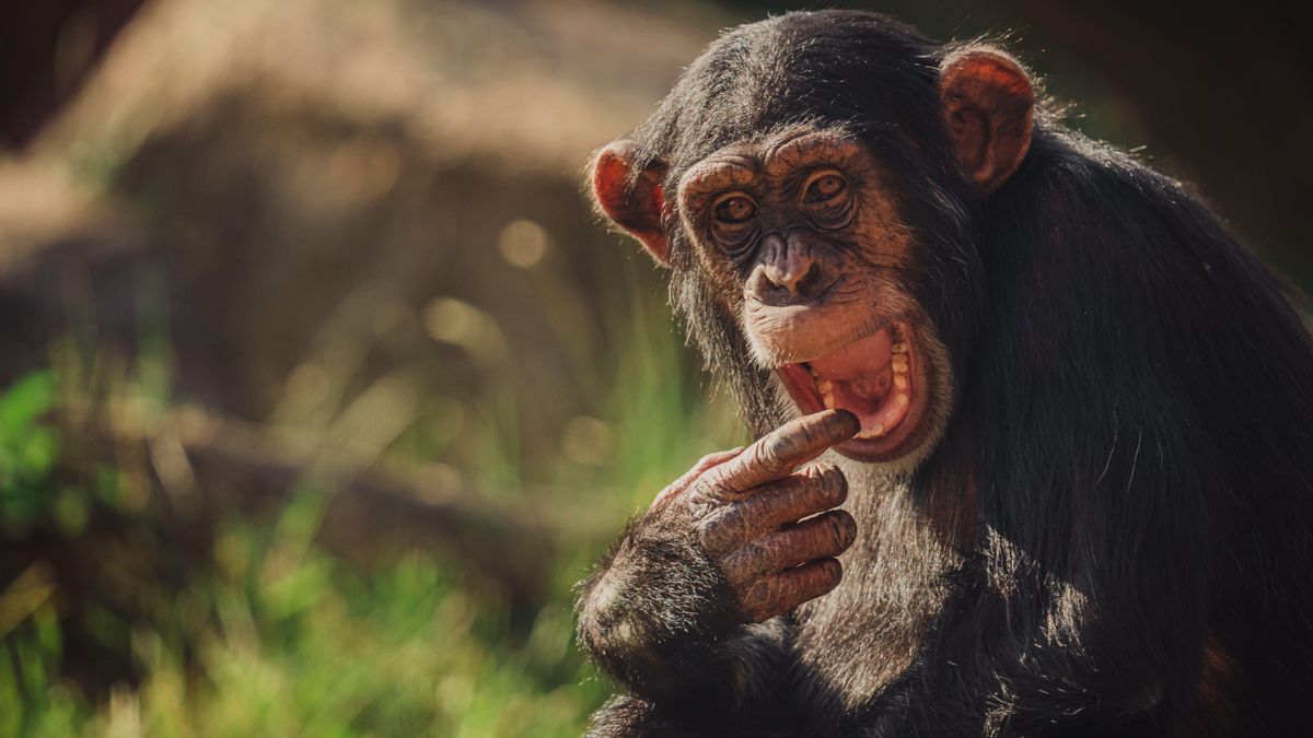 El análisis de las 'carcajadas' indica que la risa de humanos y grandes simios tuvo un origen común hace 15 millones de años