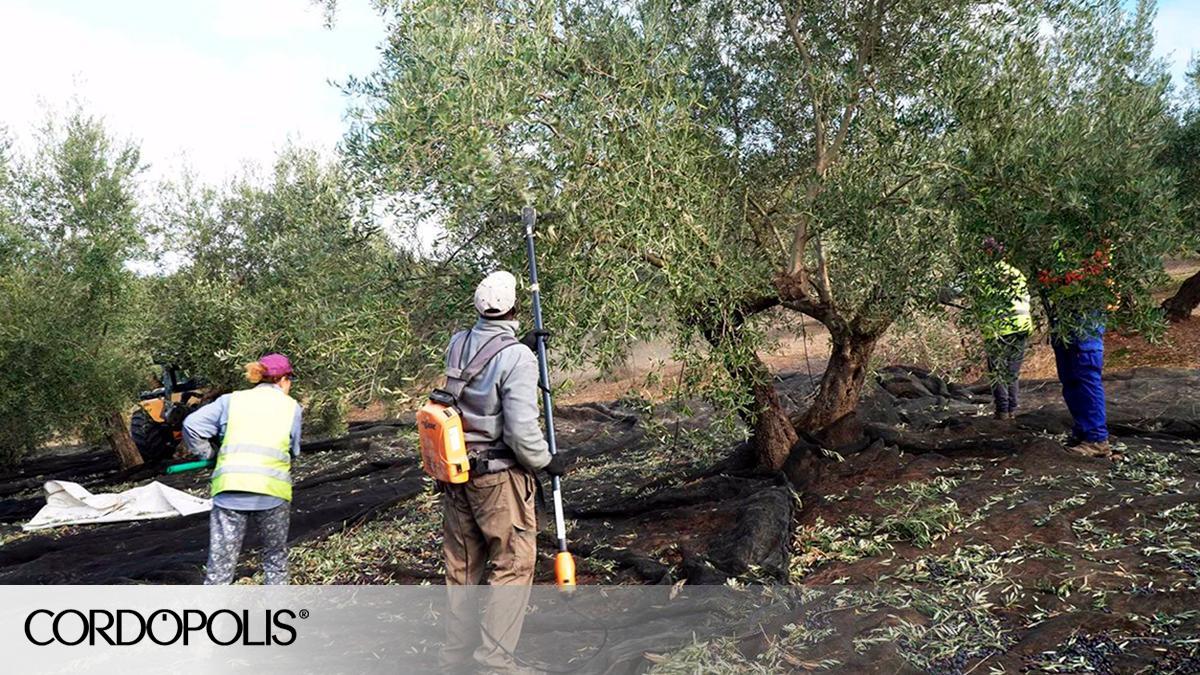 cordopolis.eldiario.es