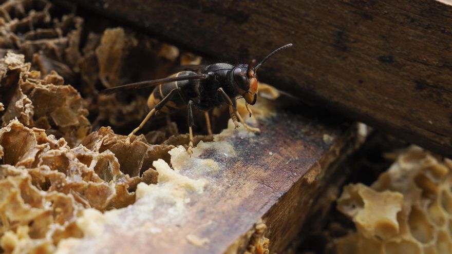 Publican una guía de alcance nacional para controlar el avance de la avispa velutina