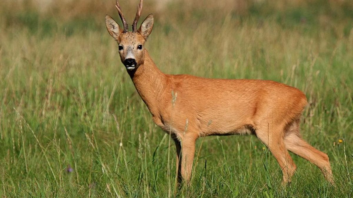 Un corzo 'de paseo' por Guadalajara: ya lo han capturado y lo devolverán a su entorno natural