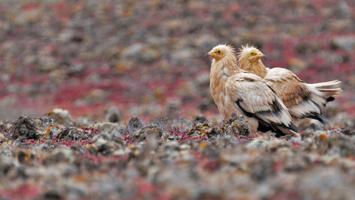 Una pareja de guirres.