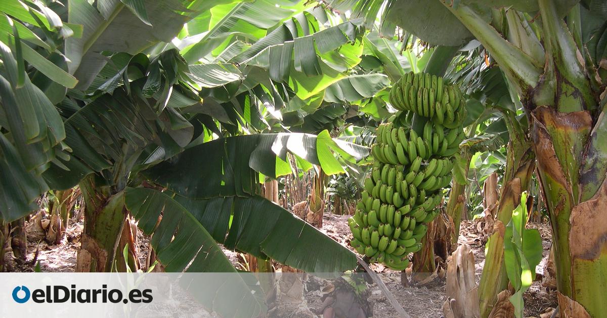 El ministro de Agricultura asegura que el acuerdo entre España y Ecuador  no tendrá ninguna consecuencia para el plátano canario 