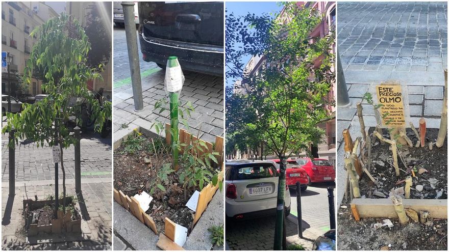 Almeces y olmos en las calles Miguel Servet y Mesón de Paredes. Unos están recién plantados y otros, como el olmo delante del bar Loukanikos, llevan ya ahí una década