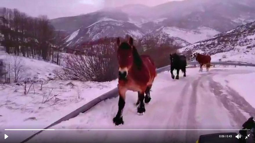 caballos nieve jesús calleja vegarada video redes sociales