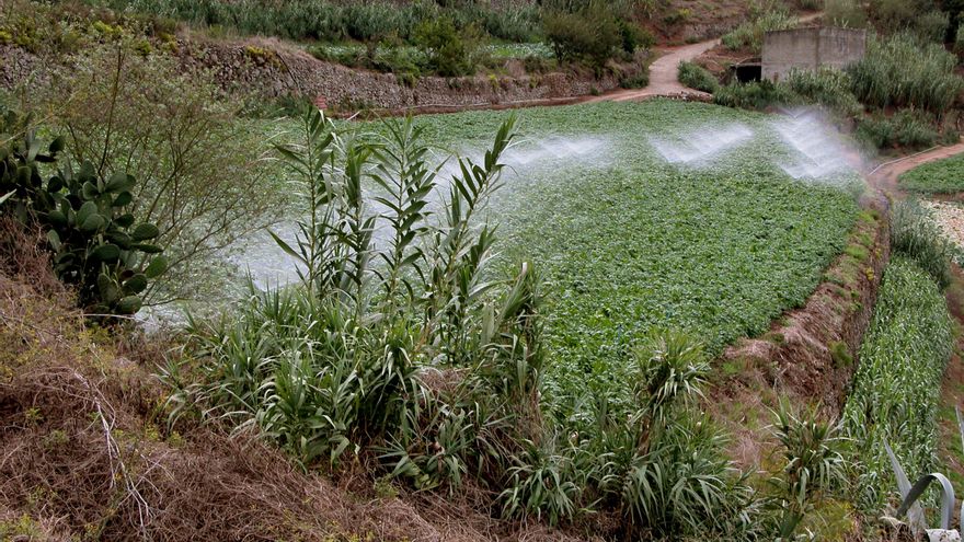 Cultivo de regadío.