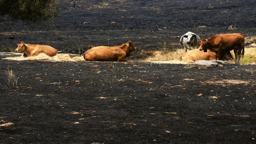 Ganado en una zona afectada por el incendio de Burgohondo, este lunes en las proximidades de La Adrada (Ávila).