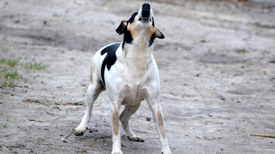 Indemnización de 3.000 euros para un vecino de Antella por las "molestias acústicas" de un perro