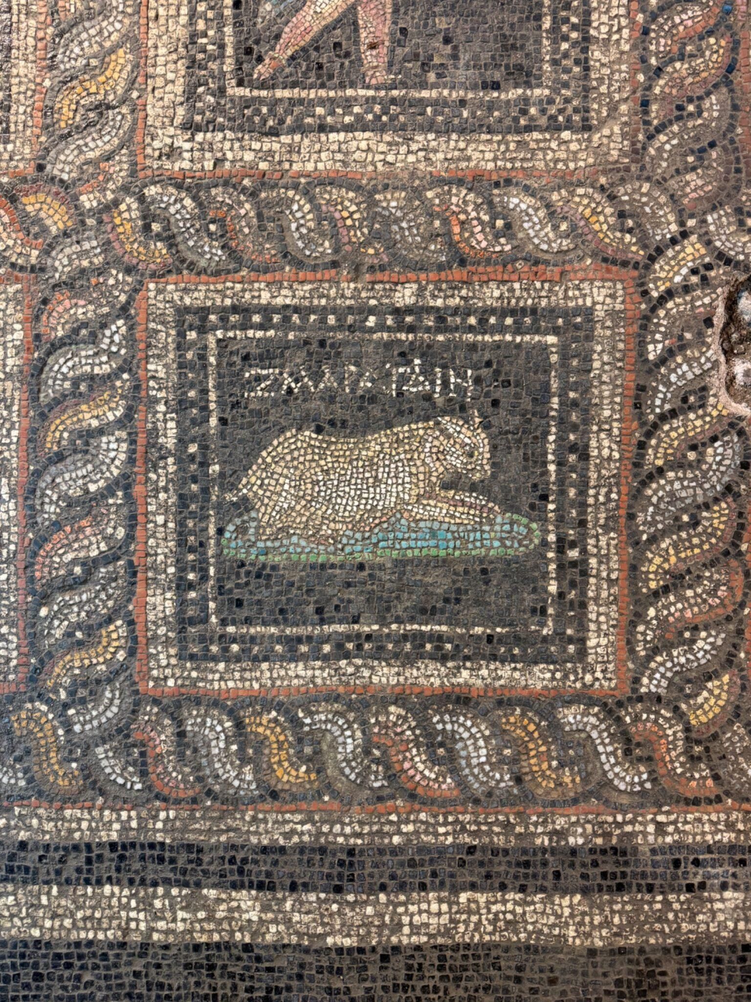 Primer plano de uno de los animales encontrados con el nombre en el mosaico