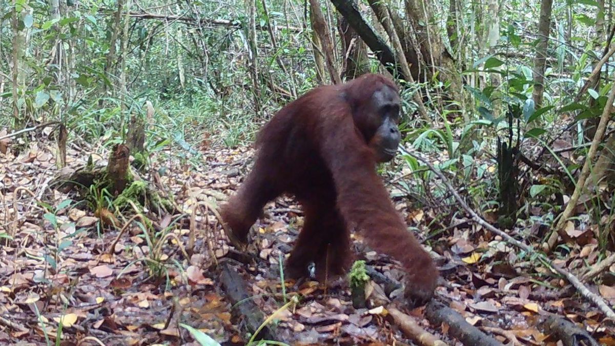 Los dispositivos instalados en Kalimantan Occidental registraron animales durante 2024 mientras vecinos que patrullan desde hace años también vieron regresar aves y jabalíes
