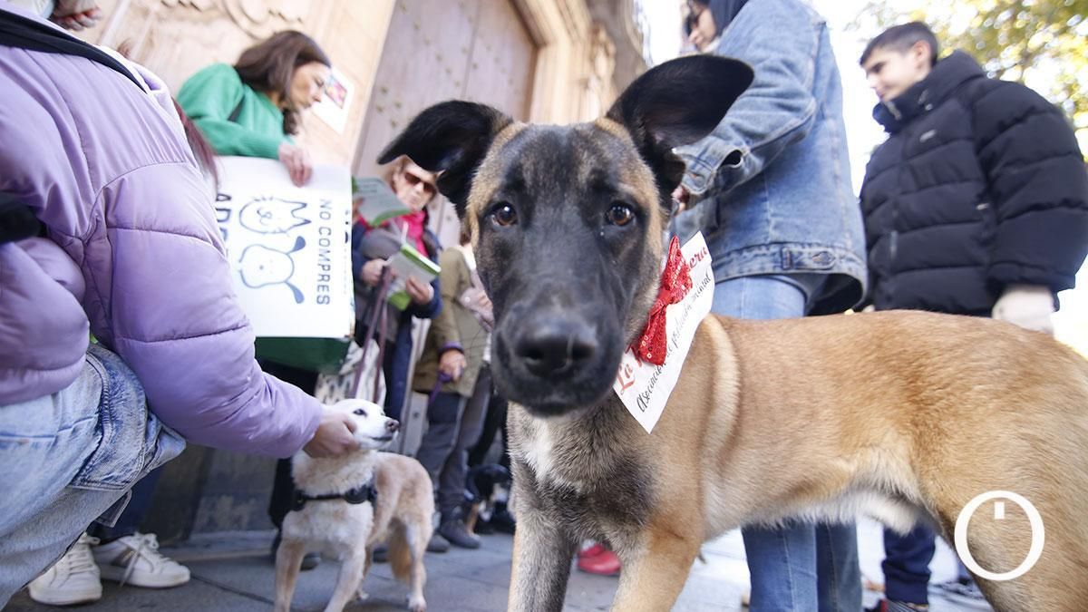 Expertos de Córdoba y Sevilla diseñan una herramienta para identificar el nivel del duelo ante la pérdida de una mascota