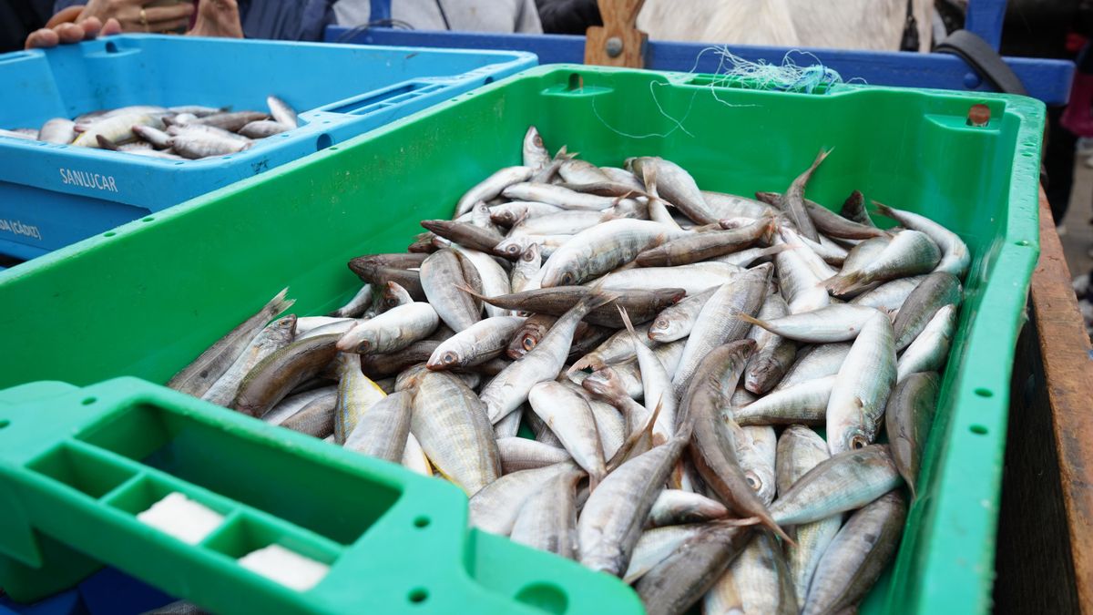 Santa Eulària vibra con la Fira des Gerret, el pescado de la memoria de Eivissa