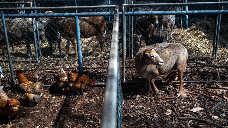El recinto ferial de El Paso, adecuado para alojar al ganado evacuado por la erupción.