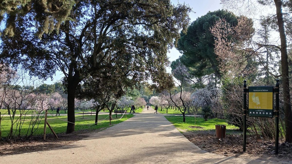 Vista de los almendros en flor desde uno de los accesos al parque