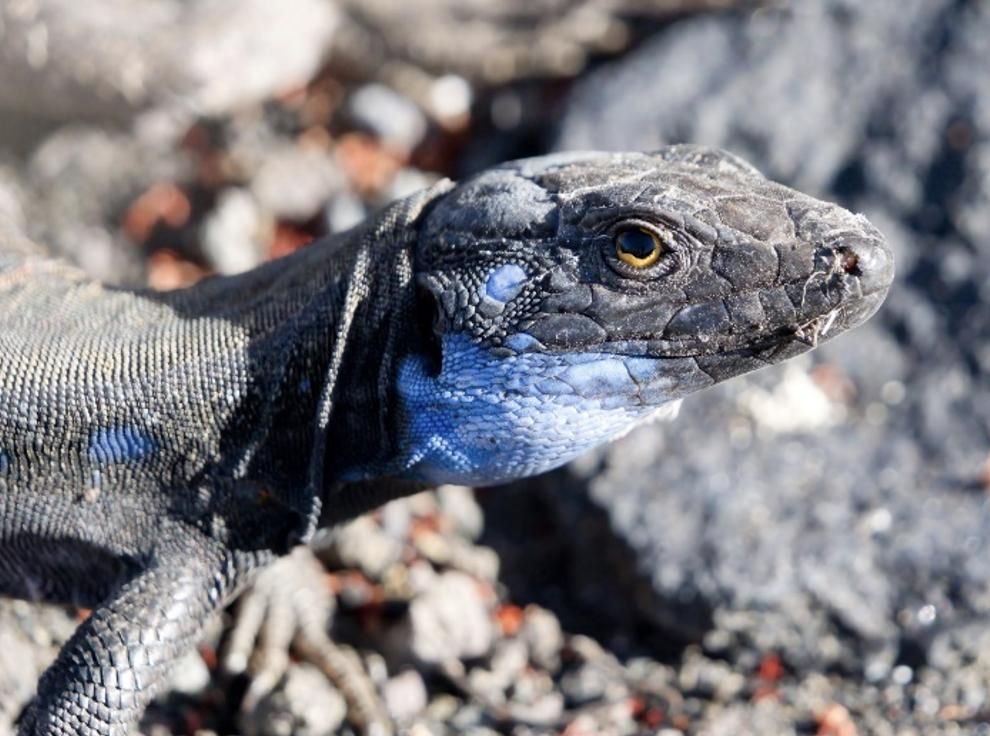Cachero o lagarto común palmero (Fuencaliente - La Palma). Foto: J.R. Pedrianes