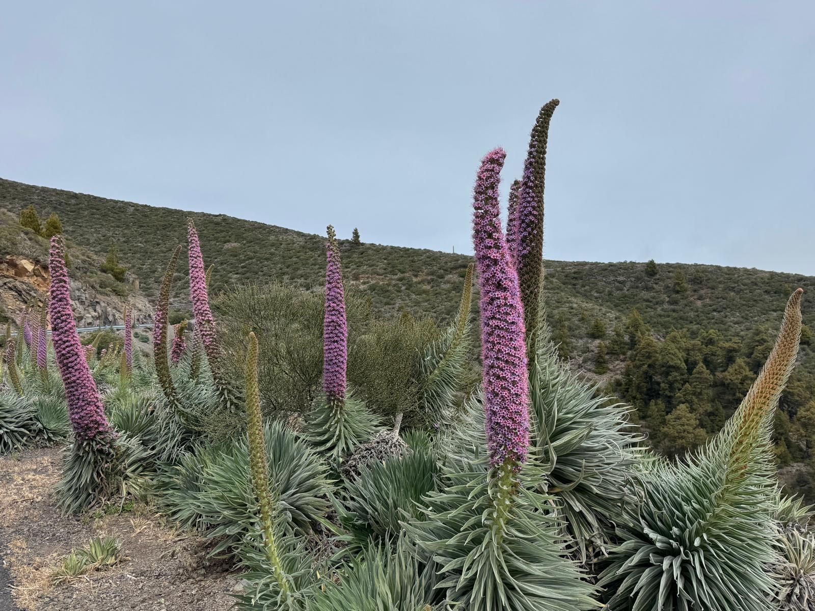 Tajinastes rosados, en El Reventón (Puntagorda), el pasado 3 de mayo.