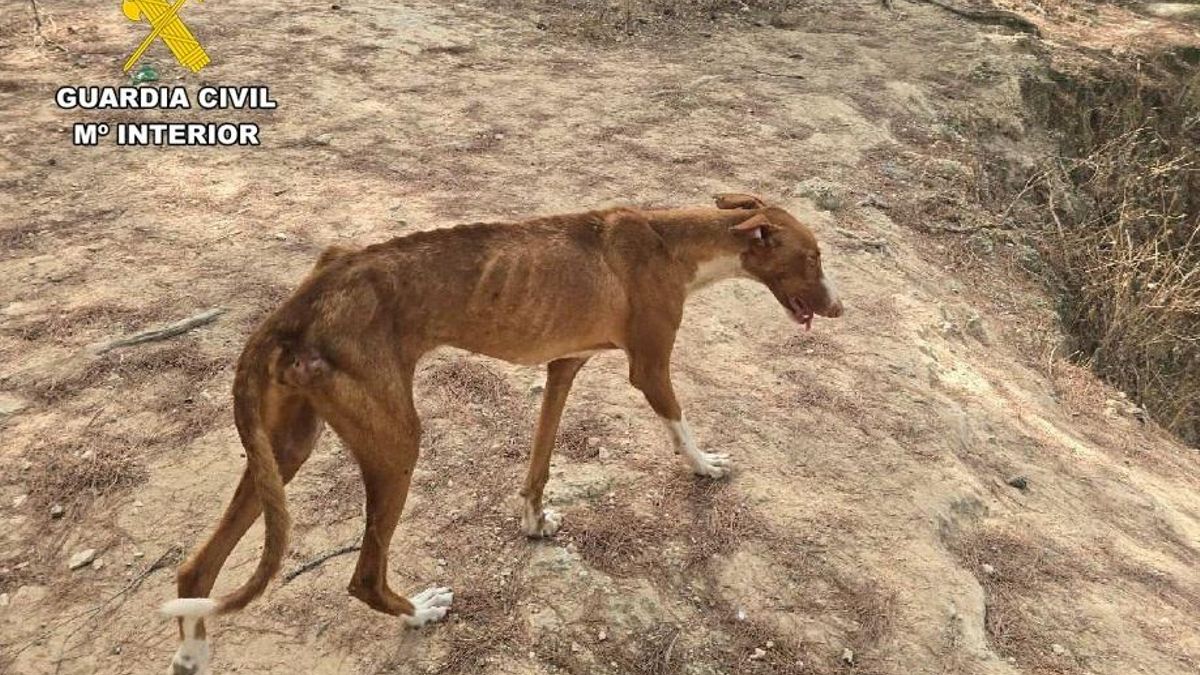Investiguen un home per deixar morir de fam un gos i abandonar-ne quatre més sense aigua ni menjar a Eivissa