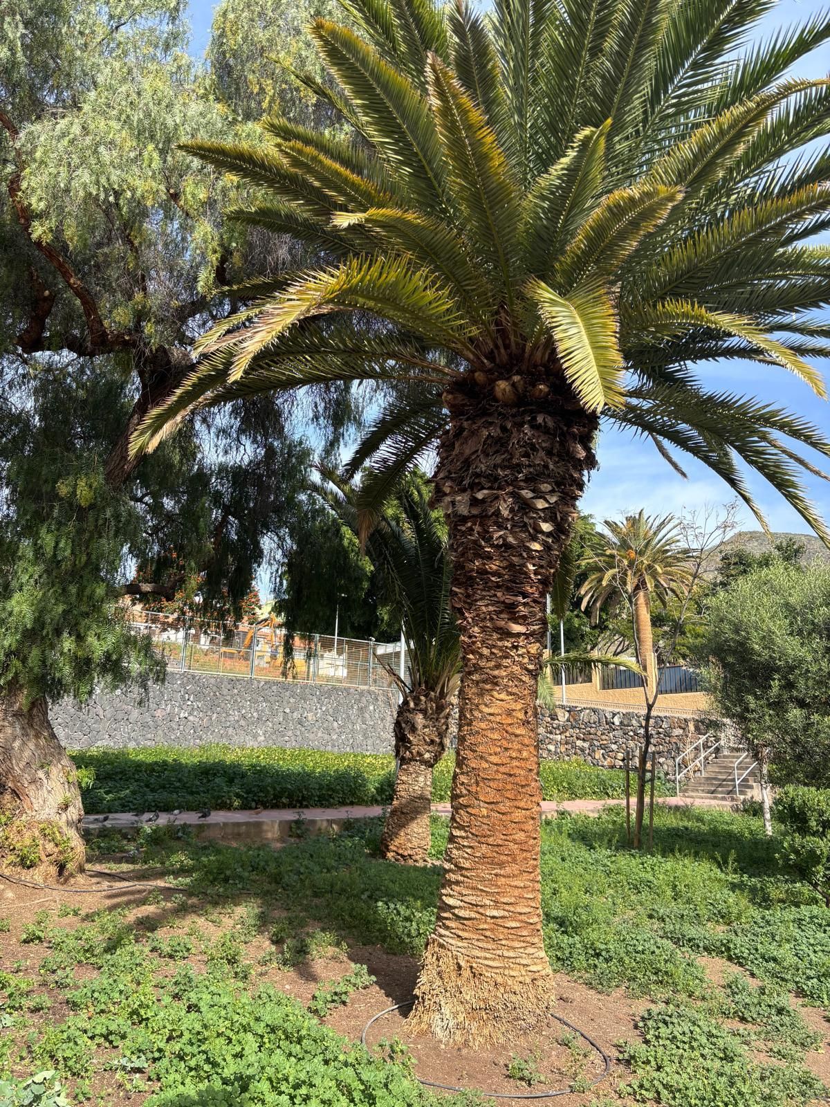 Una palmera, en el solar en el que se prevé construir aparcamientos.