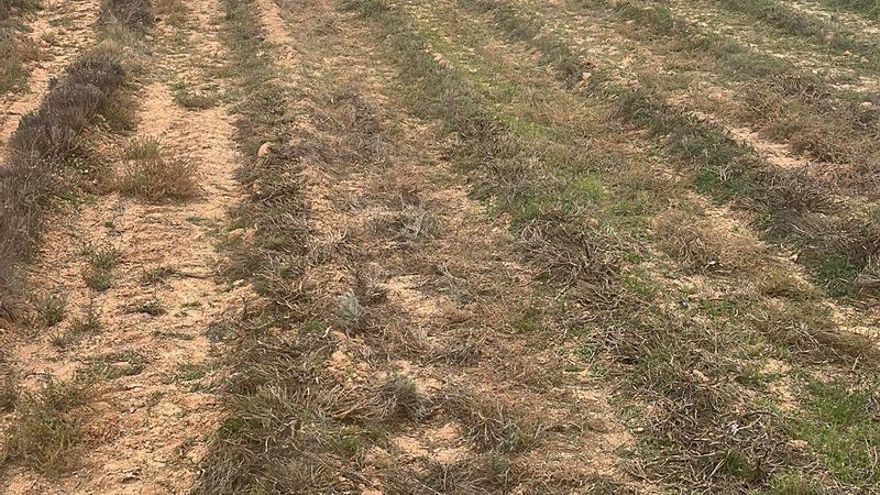 Agricultores de Brihuega, “obligados" a arrancar los campos de lavanda para no "arruinarse"