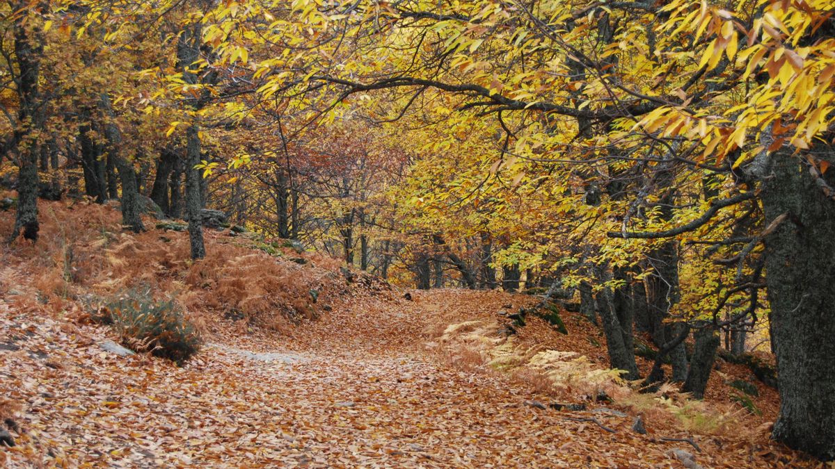 Camino en el Castañar de El Tiemblo