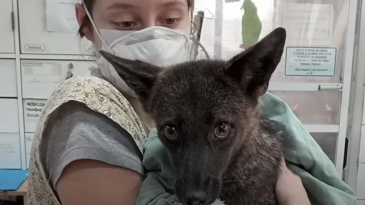 La pérdida de hábitat y el avance humano sobre zonas silvestres han provocado una mayor cercanía entre especies antes separadas