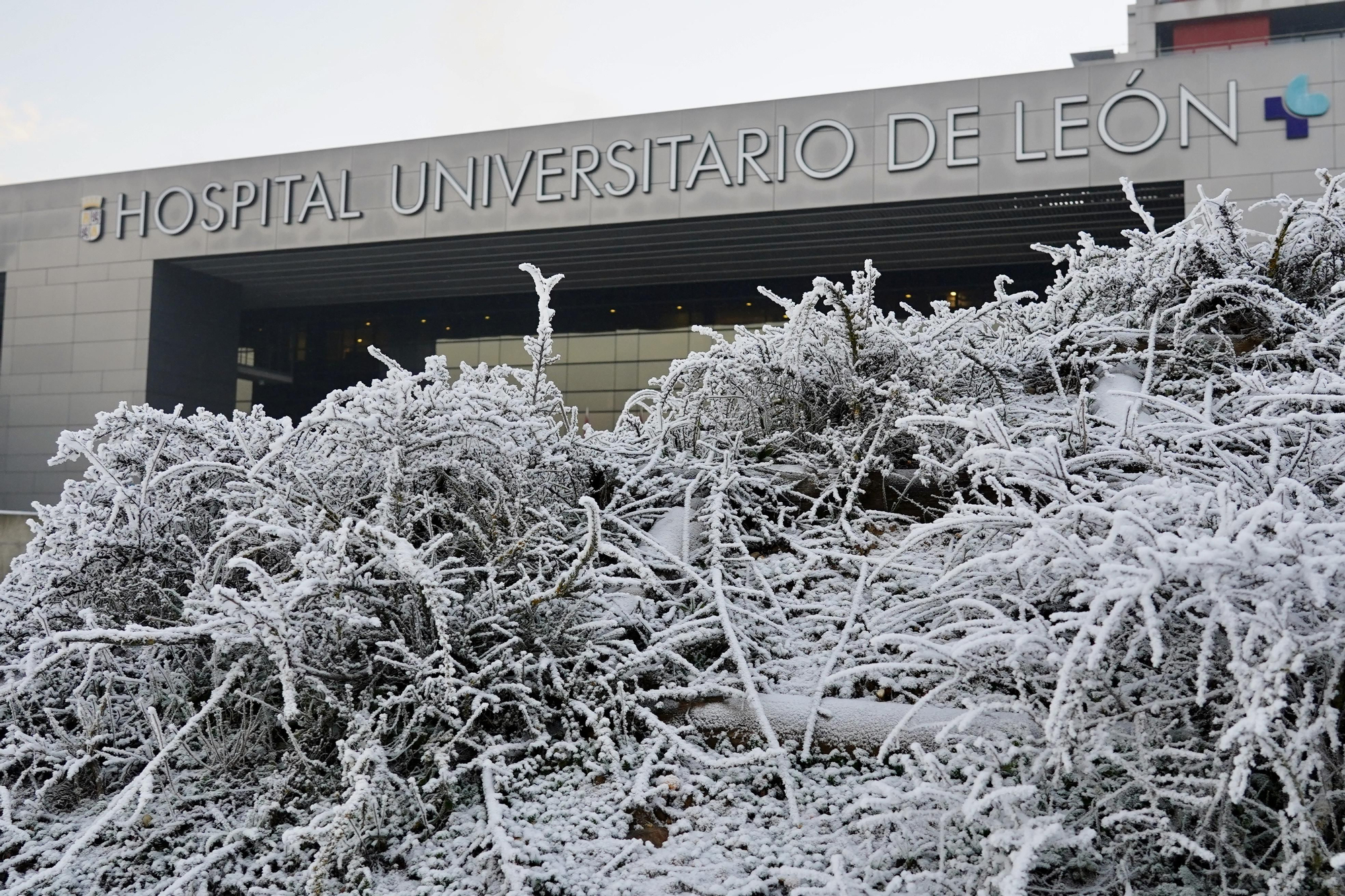 Cencellada en el Hospital de León.
