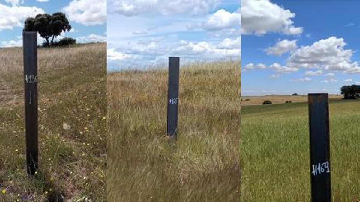 Pilotes de metal clavados en el suelo en el mes de mayo en el área considerada crítica para el sisón común y el águila imperial mediante el uso de maquinaria pesada en contra de la Declaración de Impacto Ambiental. Puede observarse la letra “H” y numeración consecutiva dentro de las parcelas del proyecto “Helena Solar”.