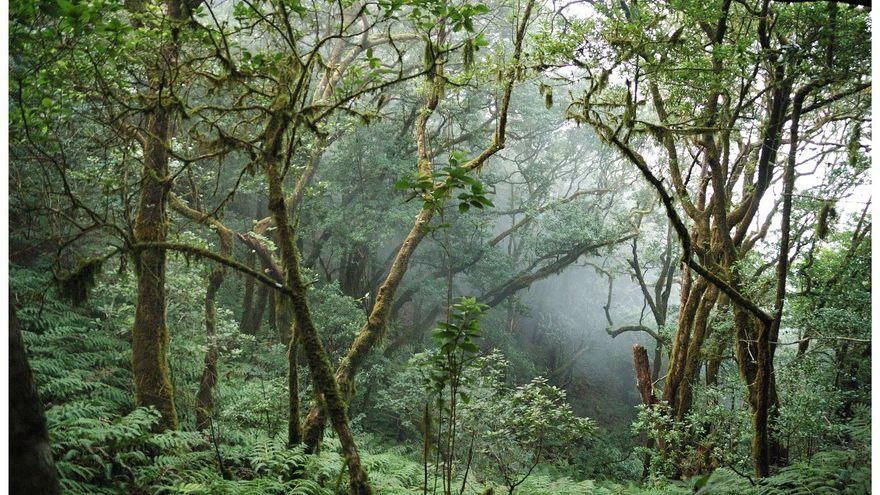 El último paso hacia la neutralidad climática de Canarias no depende de las energías renovables, sino de algo más simple