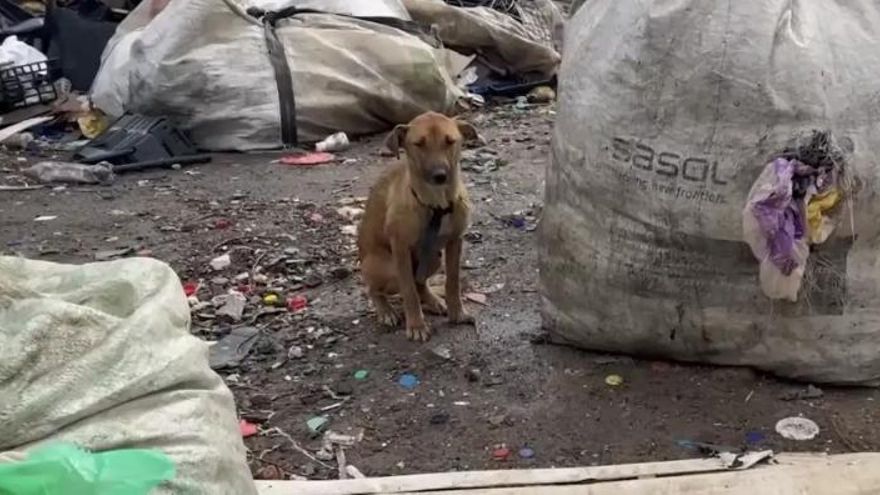 Atropellada y abandonada en un vertedero con una cadera rota: el milagro de la perra Penny