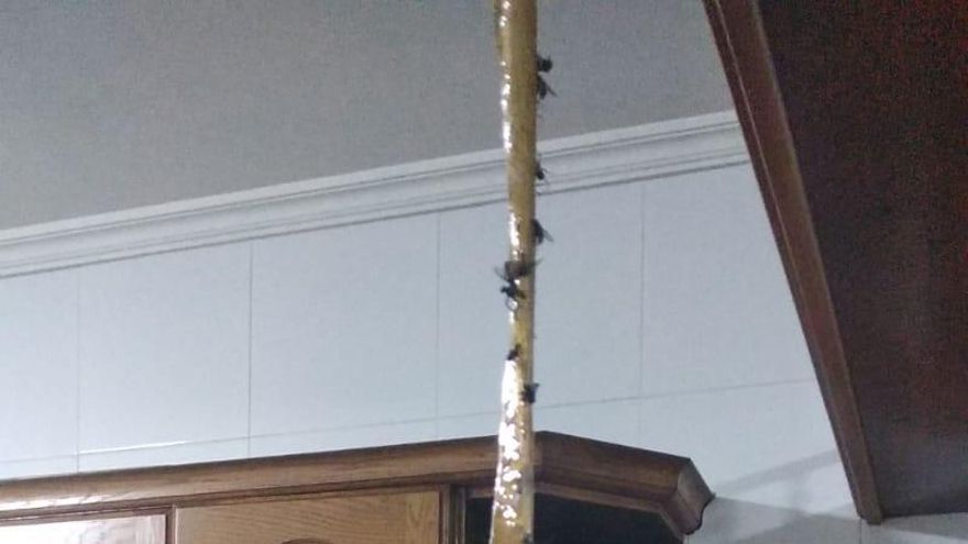 Moscas en una casa en Guía.