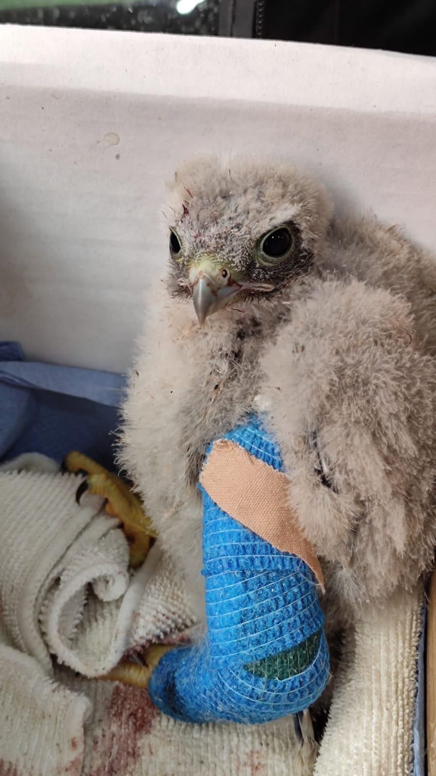 El cernícalo en recuperación