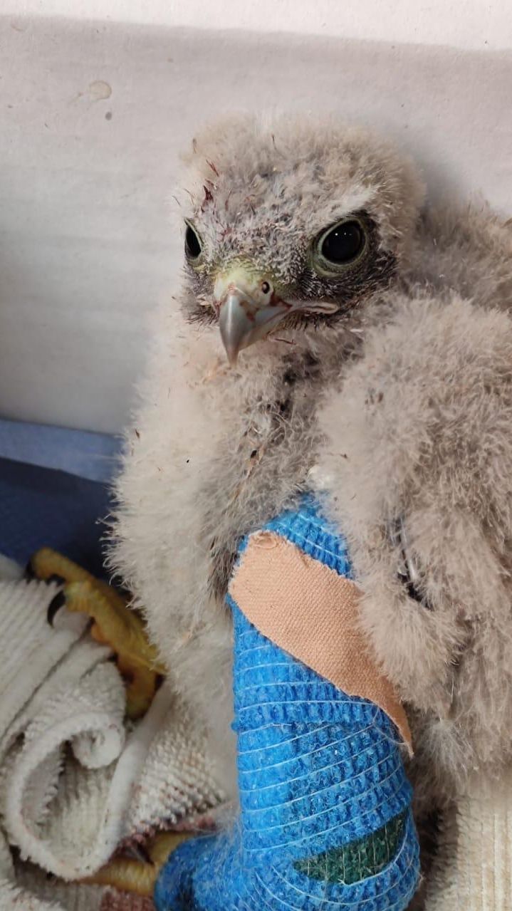 El cernícalo en recuperación.