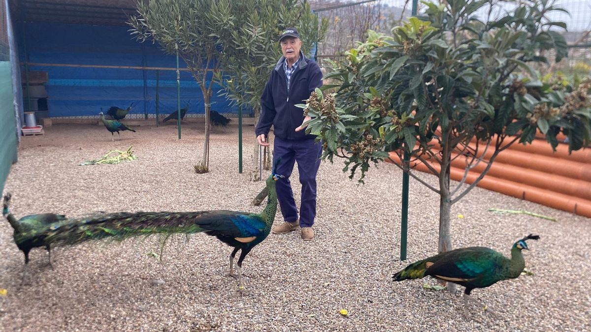 Ricardo con sus pavos reales en su casa de Hormilleja
