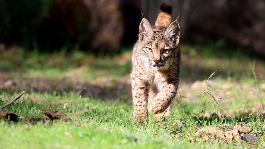 Lince avistado en Adamuz, en plena Sierra Morena | ALPASÍN