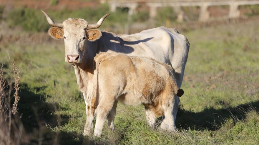 El Ejecutivo regional destina 1,7 millones de euros al suministro de animales reproductores