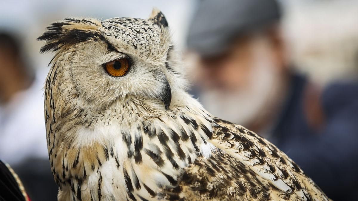 Inauguración del Mercado Andalusí 2026