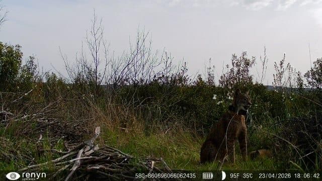 Linces en el Parque Nacional de Cabañeros, que ha registrado la primera camada nacida en este espacio natural protegido