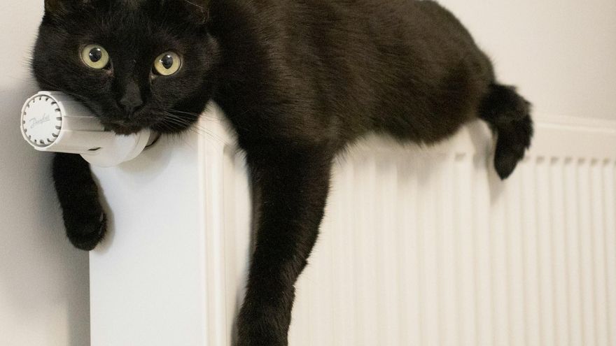 Radiadores y animales, ¿qué debo tener en cuenta?