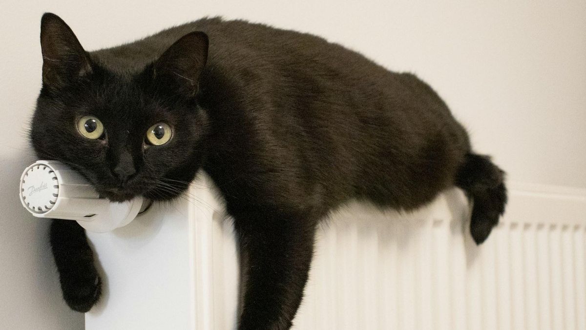 Radiadores y animales, ¿qué debo tener en cuenta?