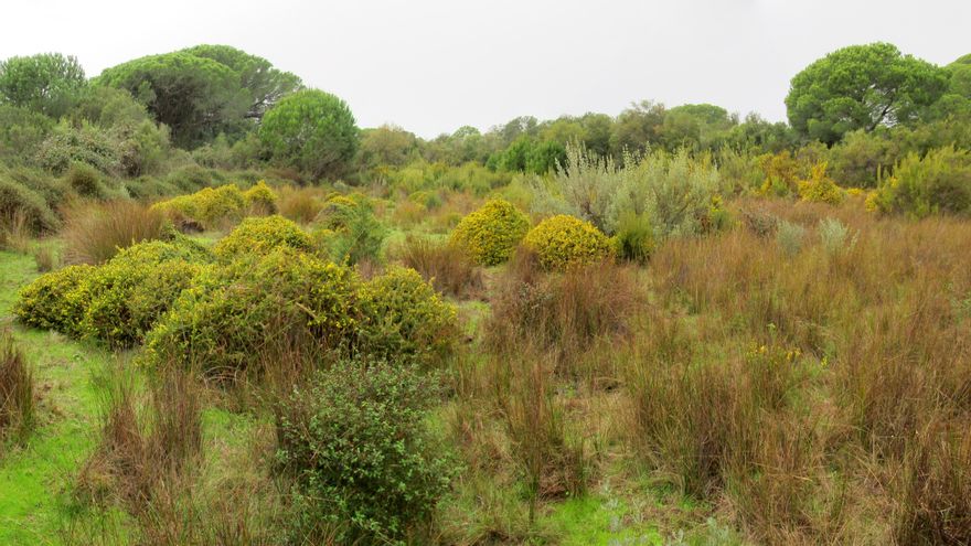 Imagen de la laguna del Brecillo en 2020, sin agua y colonizada por vegetación terrestre.