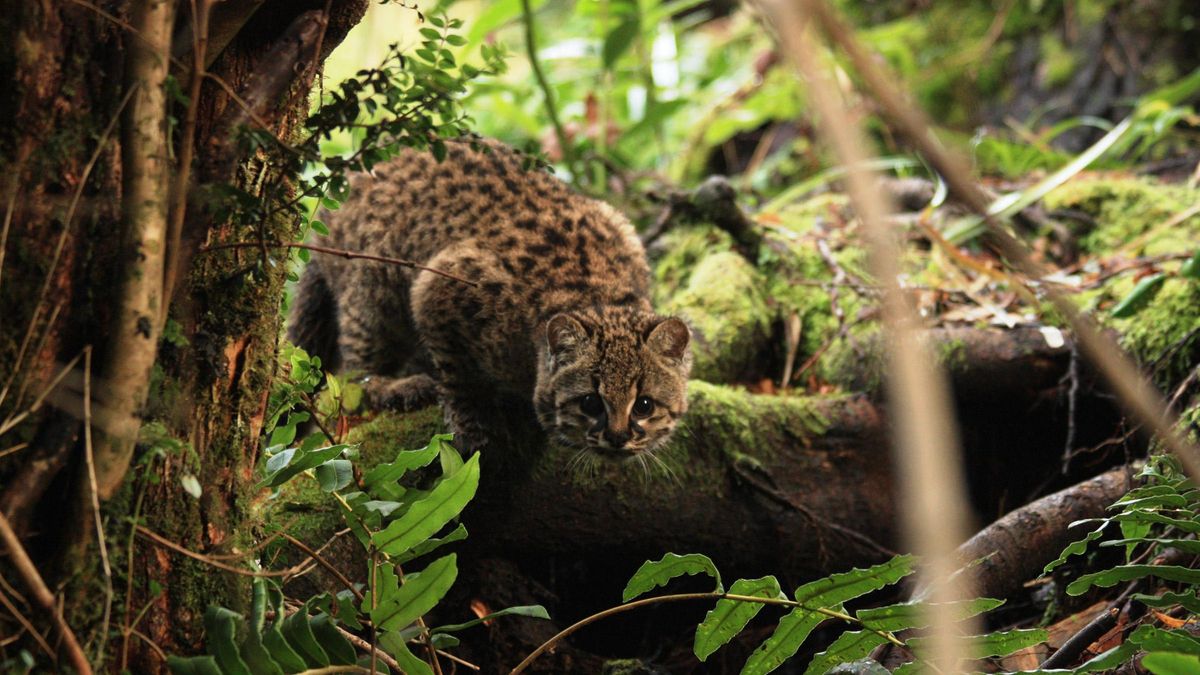 La güiña es enigmático hasta en su maullido. El sonido captado por Joel Sartore, fotógrafo de National Geographic en Fauna Andina, una reserva chilena de rehabilitación y cría, parece una mezcla entre pájaro y gato. Foto: Jerry Laker