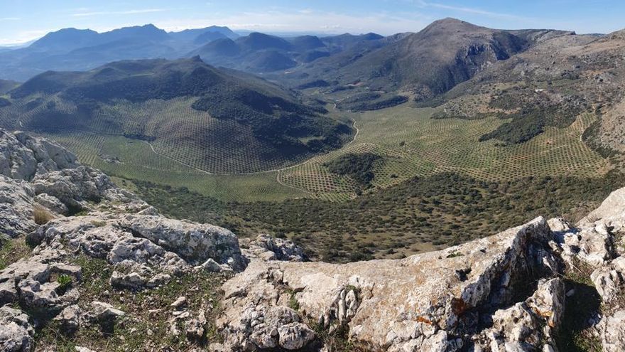 Una finca regenerativa de Luque, premio al olivar más sostenible de España