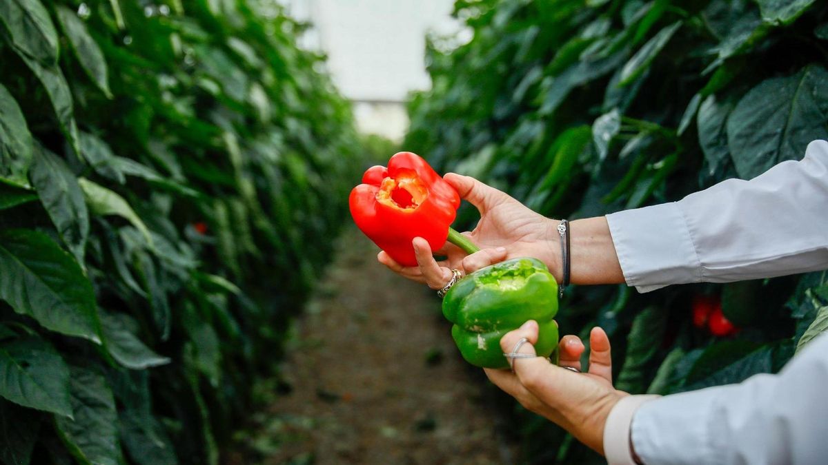 Afecciones del granizo en un campo de hortalizas.