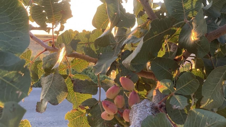 Prevén una cosecha de 8.054 toneladas de pistacho este año, un 27% inferior a la campaña anterior en Castilla-La Mancha