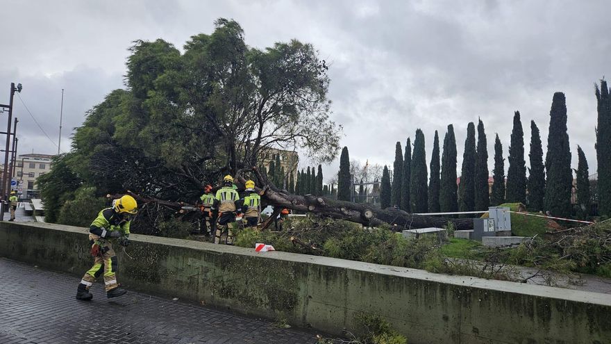 Cae un pino de más de 60 años en la Plaza de España de Guadalajara tras las borrascas