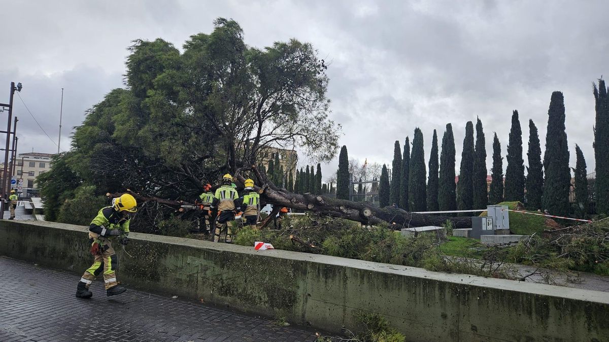 Cae un pino de más de 60 años en la plaza de España de Guadalajara, sin heridos