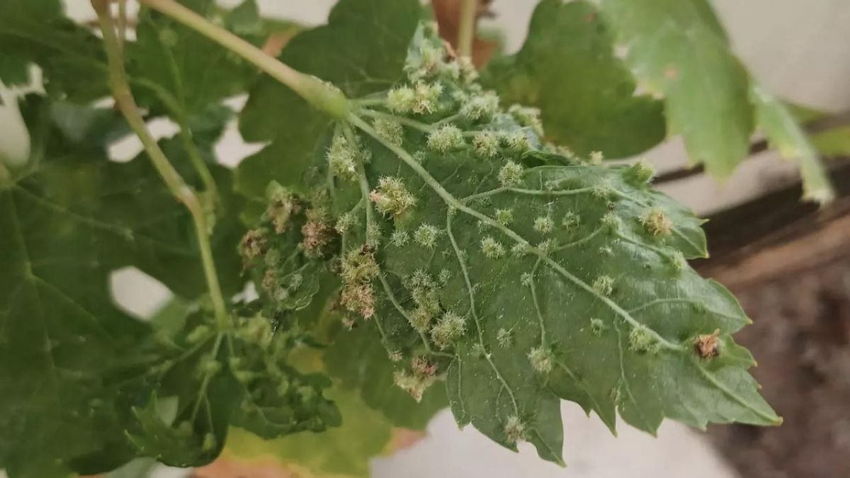 Ingenieros agrónomos reprochan graves fallos en los controles fitosanitarios ante la plaga de filoxera en Tenerife
