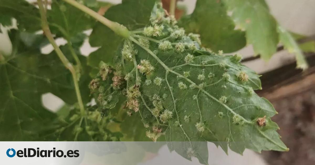 Agricultura asegura que la infección de filoxera no ha afectado aún a la raíz ni a la tierra de la vid