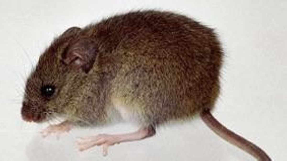El ratón colilargo, una de las vías más comunes por las que se transmite el hantavirus