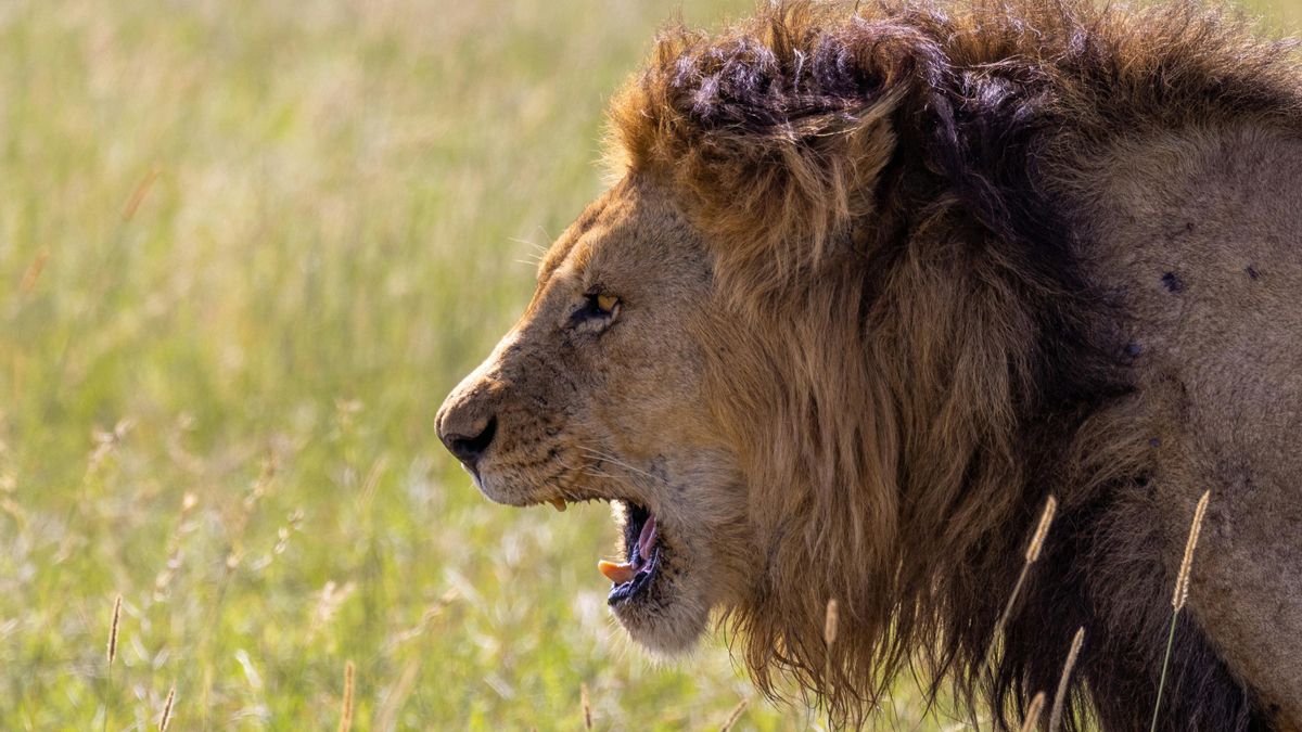 Hasta ahora se pensaba que los leones rugían de una sola forma, pero un nuevo sonido descubierto por inteligencia artificial ha desmontado esa idea