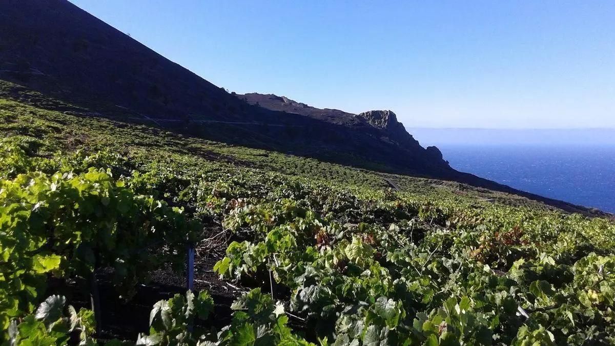 Imagen de archivo de viñedos en Fuencaliente.